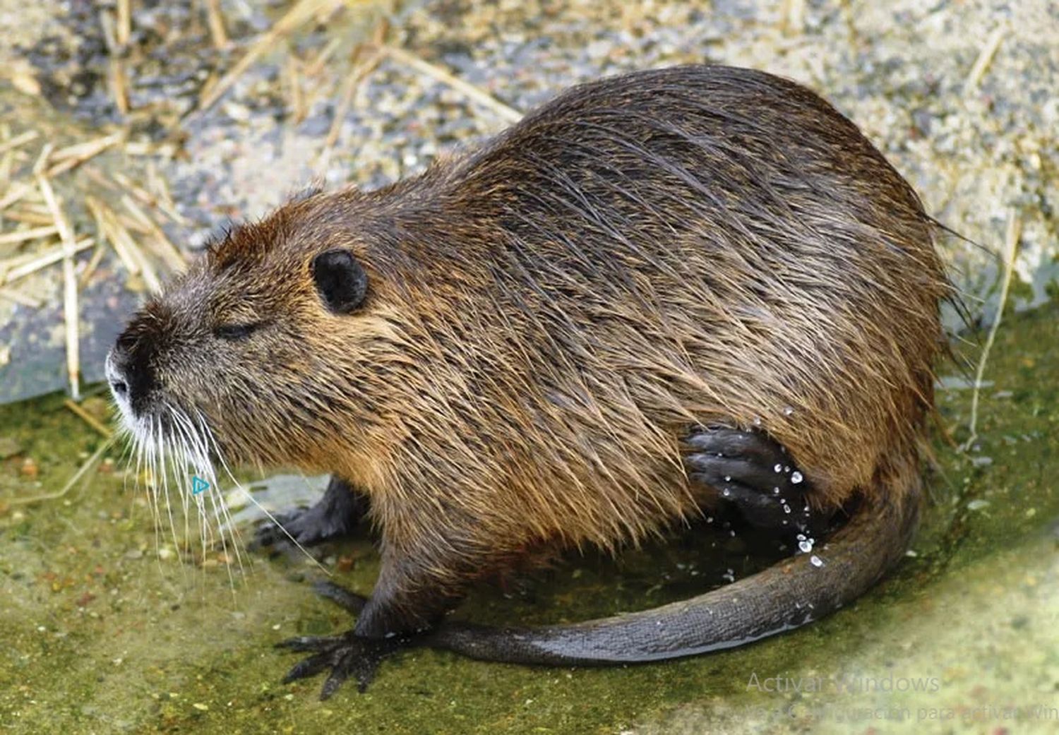 La habilitación de la caza de nutria en la provincia