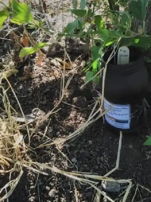 Trabajan para el control del mosquito Aedes Aegypti