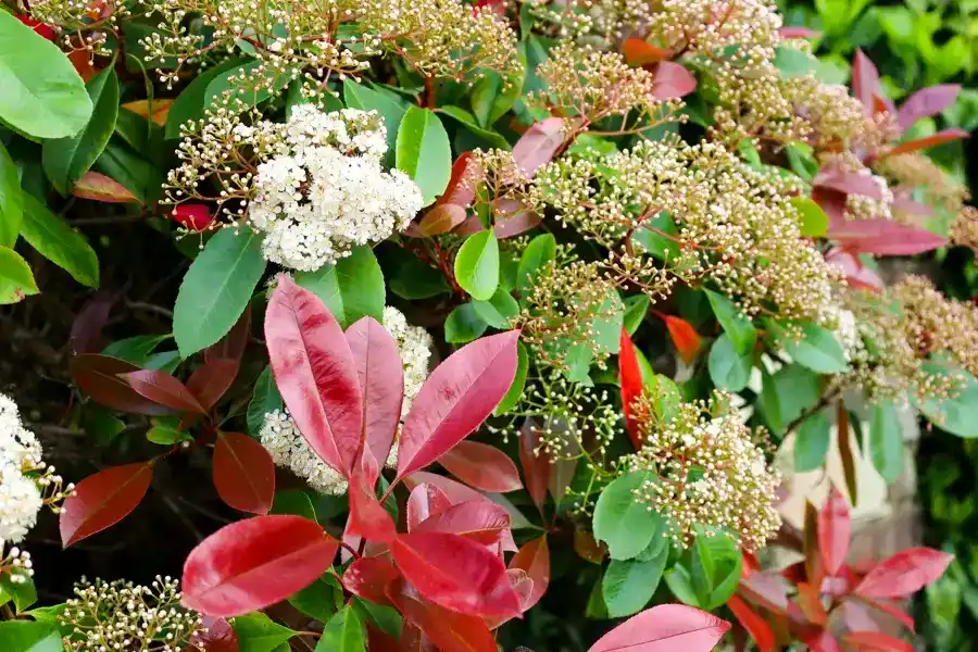 Primavera en el jardín: qué hacer con los nuevos brotes y cómo evitar las plagas