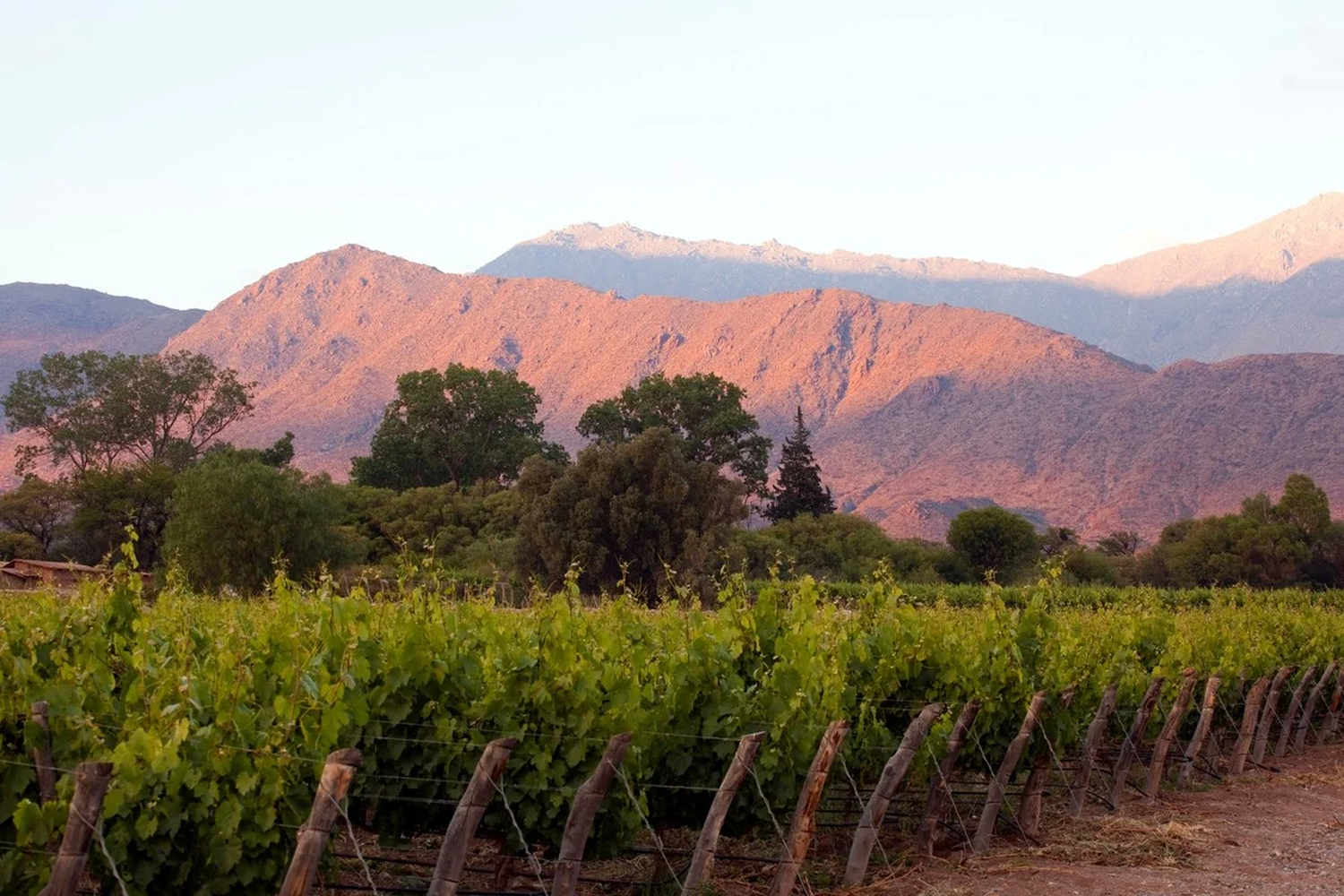 Vino Tinto Calchaquí Argentino Cómo es y cuánto cuesta?