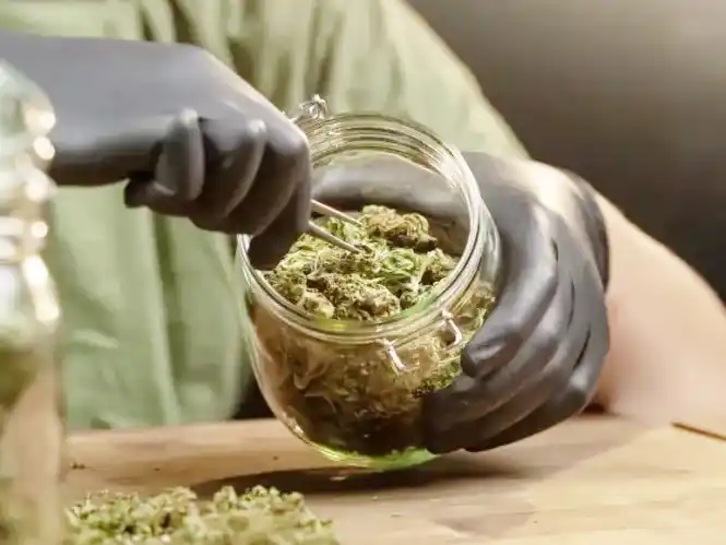 Vuelven a condenar al Estado por demorar 424 días hábiles administrativos en otorgar una credencial del Reprocann