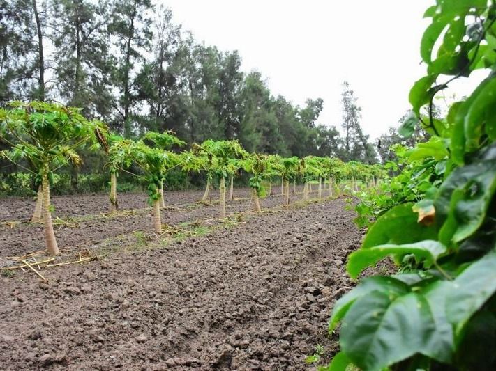 El CEDEVA avanza en la validación de cultivos frutales adaptados al clima subtropical