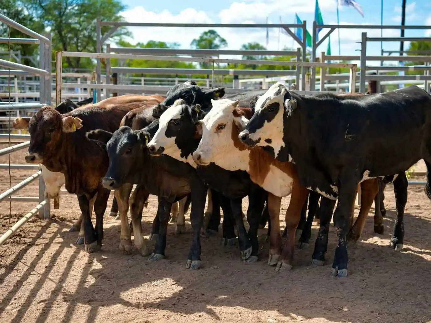 Formosa consolida el esquema fiscal ganadero 
más competitivo y transparente del NEA