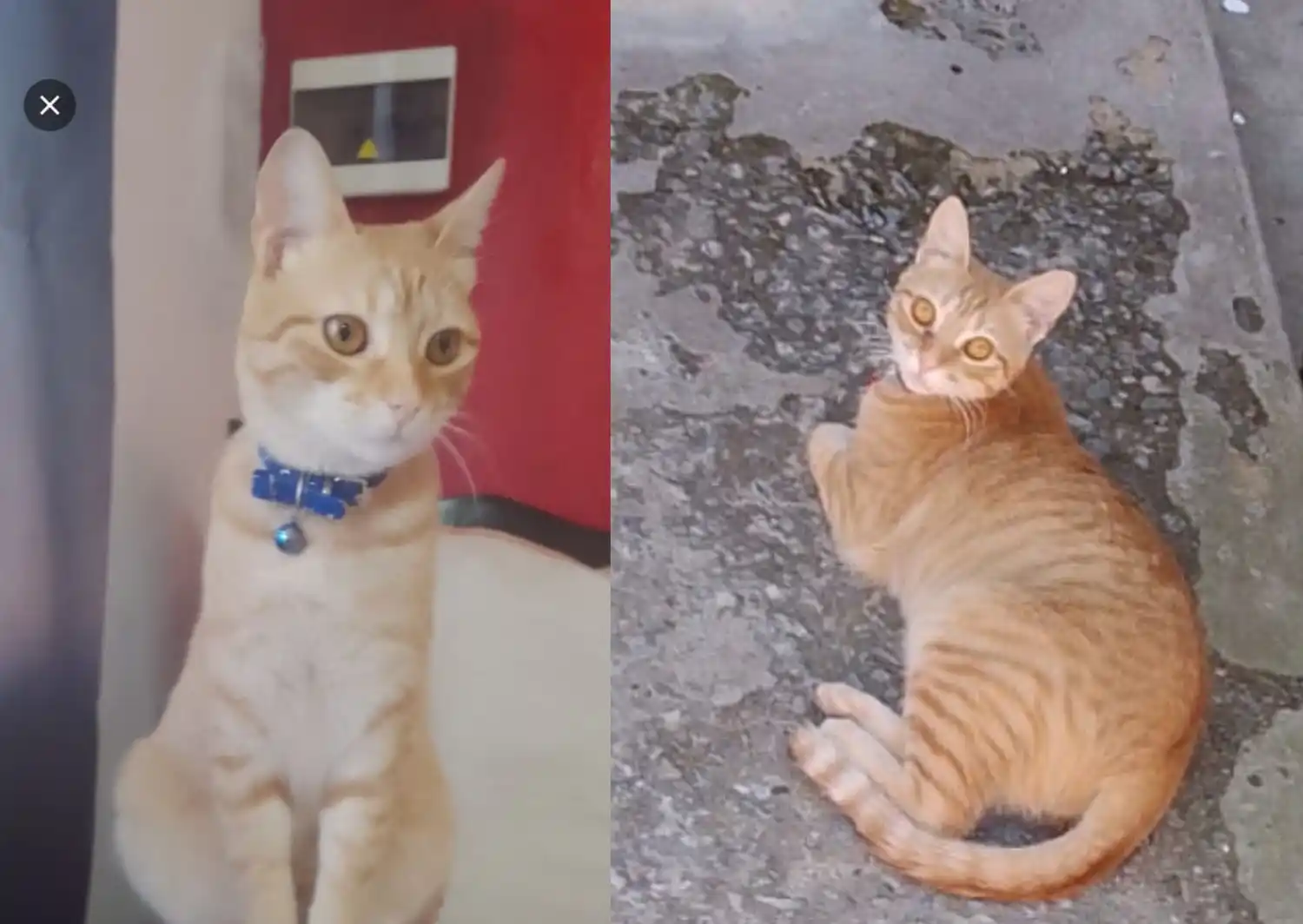 Familia busca a su gatito perdido en calle Javier Rivero