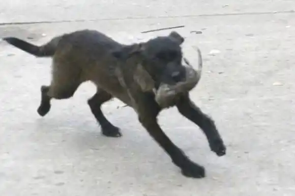 VIDEO | Hablaba Jorge Macri, apareció una rata, espantó a los movileros y terminó devorada por dos perros