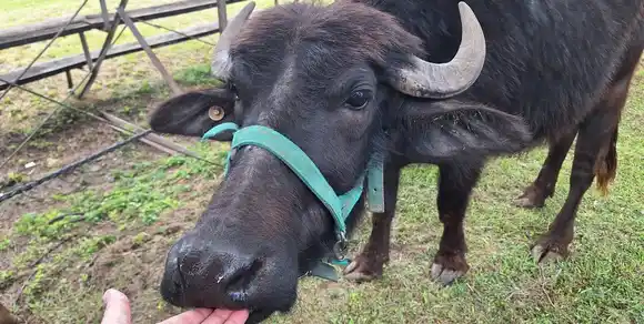 De los campos de Santa Fe al mundo: el auge del búfalo en la ganadería