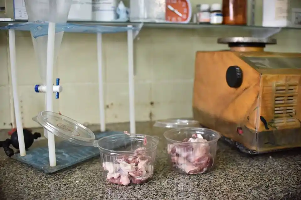 Prevenir la triquinosis: Realizan de forma gratuita el análisis de la carne de cerdo en la Dirección de Bromatología local