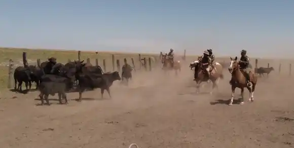 "Los Pumas" recuperaron más de 40 animales robados en la zona rural de Intiyaco