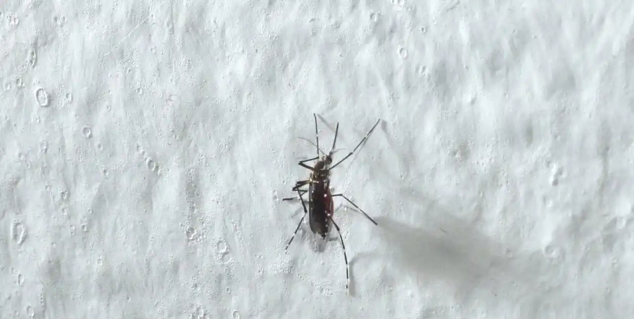 El Ministerio de Salud de la Nación emitió un alerta epidemiológica