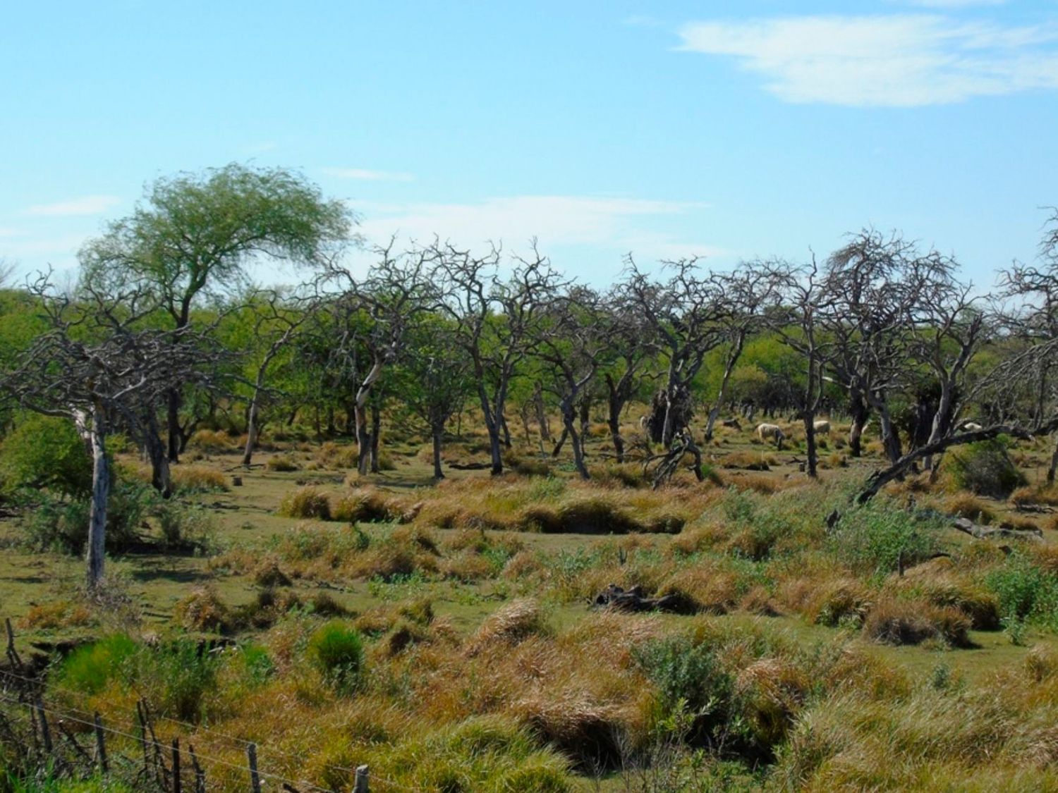 Gualeguaychú será sede del primer encuentro para diseñar el Plan provincial de Respuesta al Cambio Climático