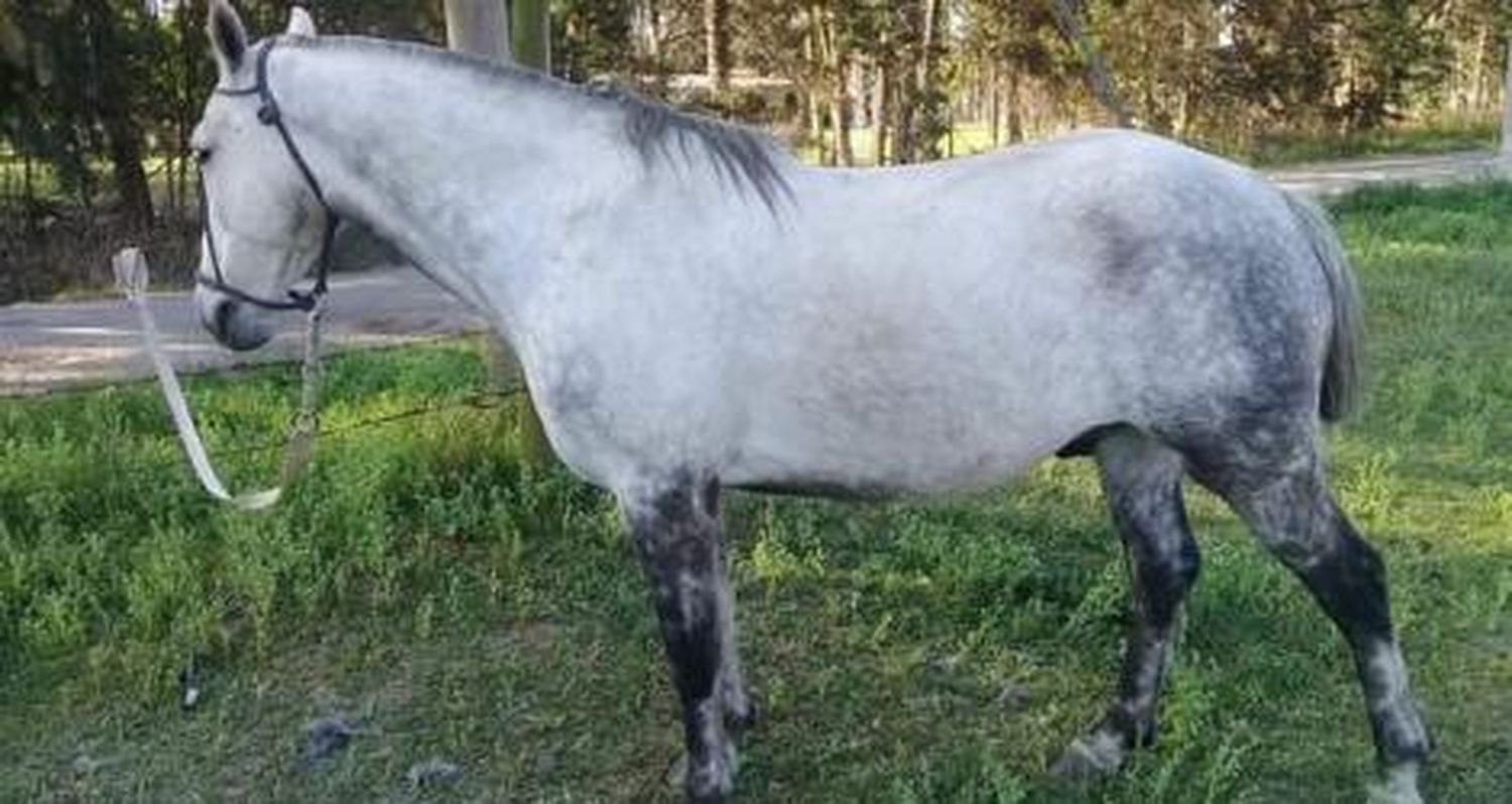 Buscan este caballo robado