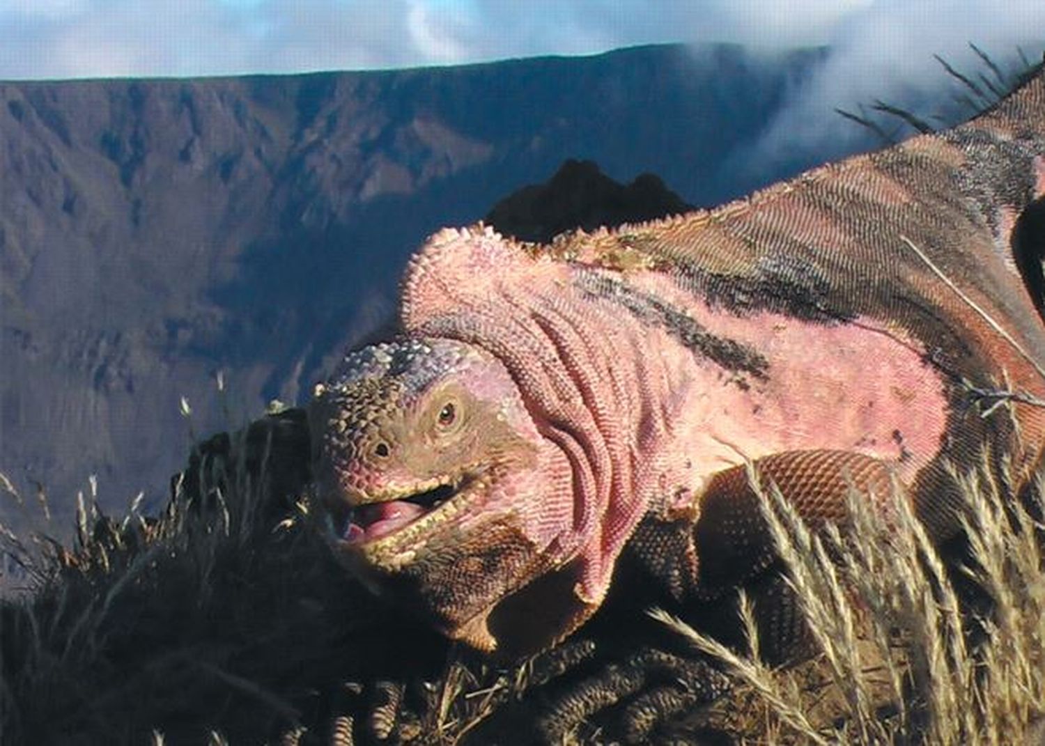 ¡GRAVE! Iguanas rosadas en peligro por la erupción del volcán Wolf en Galápagos