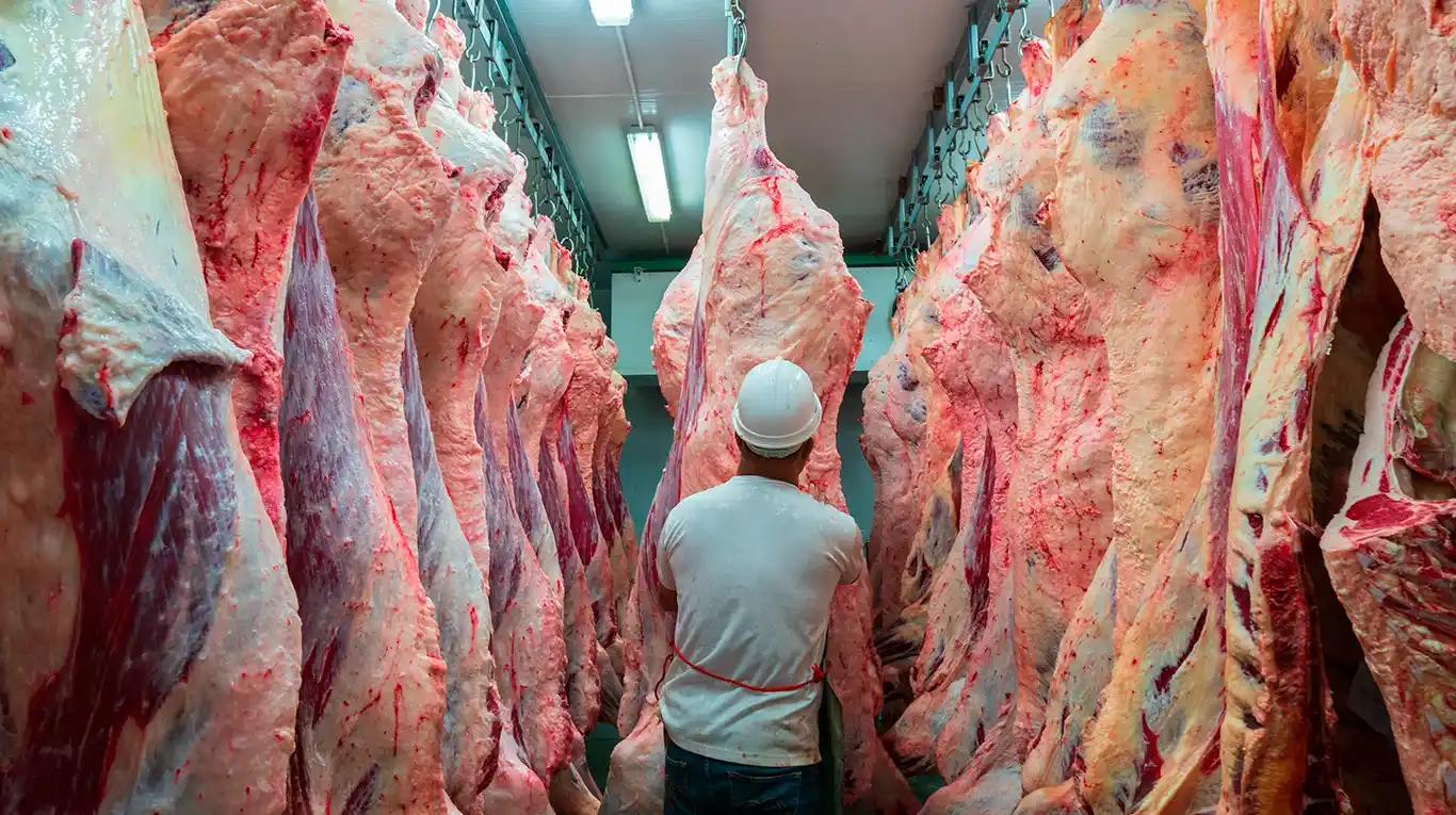 La faena va en baja, pero el peso de la res va en suba