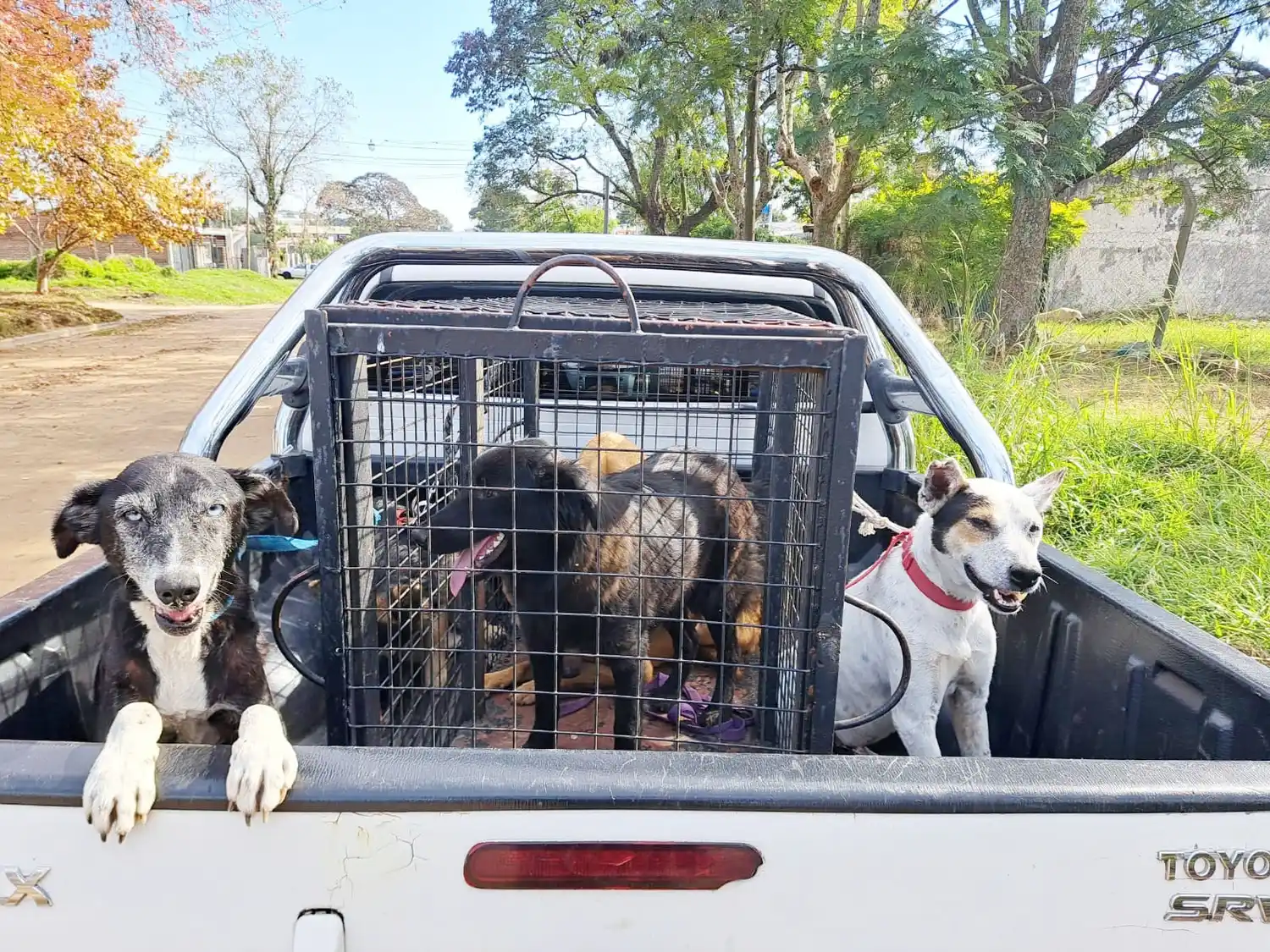 Secuestro de droga y armas. Un detenido y 23 animales rescatados