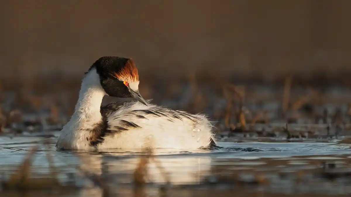 libro sobre la flora argentina - 6