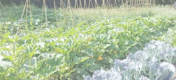 La huerta en verano: las claves para una abundante cosecha  