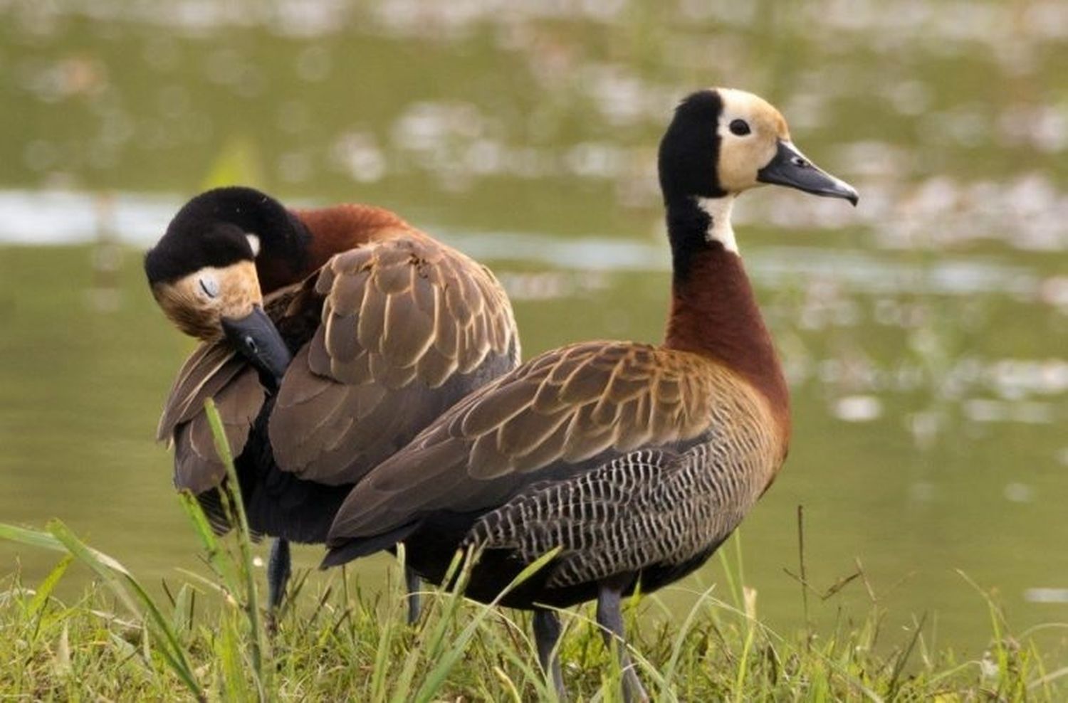 Anularon Resolución que permitía la caza de patos en Entre Ríos