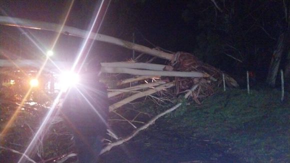 Temporal en Dolores: las ráfagas derribaron árboles, postes y obligaron a cortar la circulación en la zona