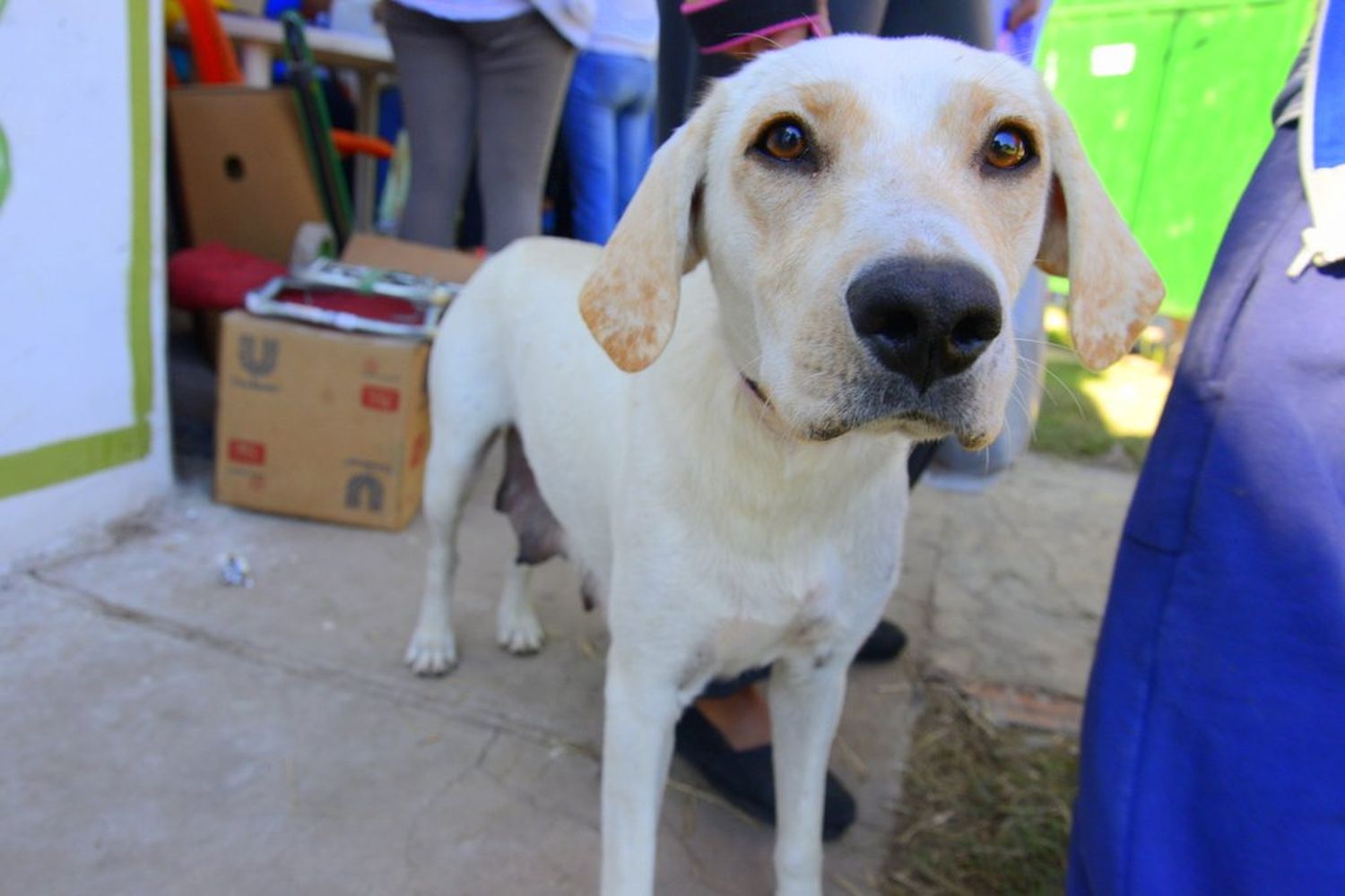 El área de Salud Animal de Paraná realizó más de 7.200 castraciones en lo que va del año