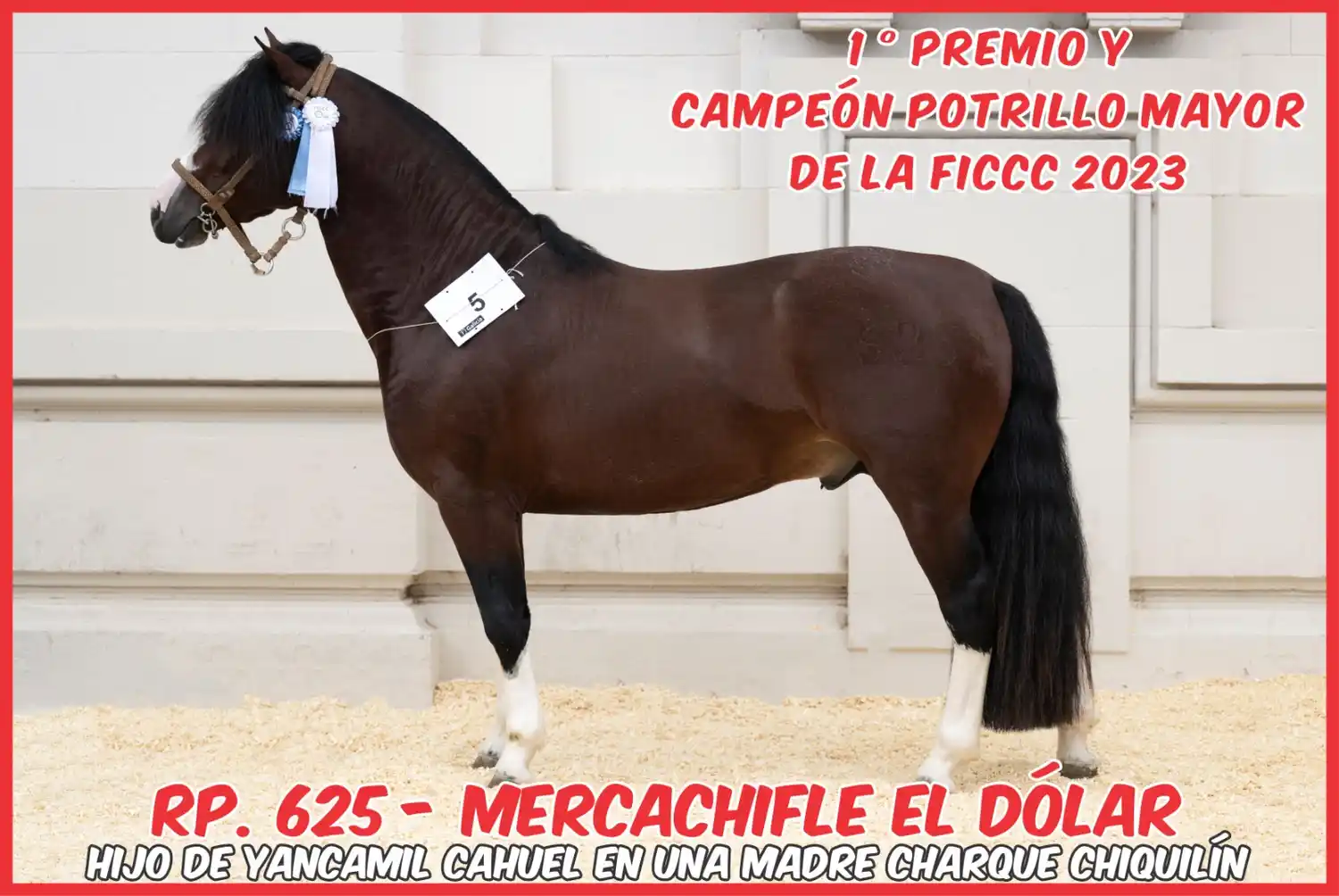 Representando a Chascomús: El Mercachifle estuvo presente en el Mundial de los Caballos Criollos