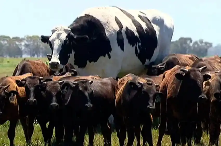Una vaca gigante se volvió viral por medir dos metros y pesar el doble de lo normal