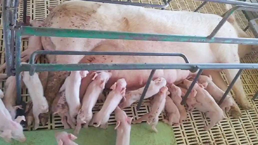 Van en alza los rindes de faena y producción del sector porcino