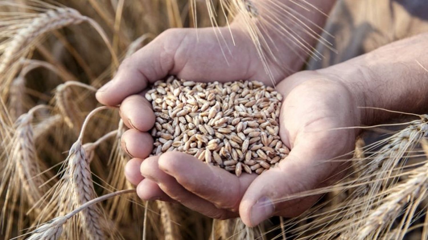 Los precios internacionales de los alimentos cayeron por quinto mes consecutivo