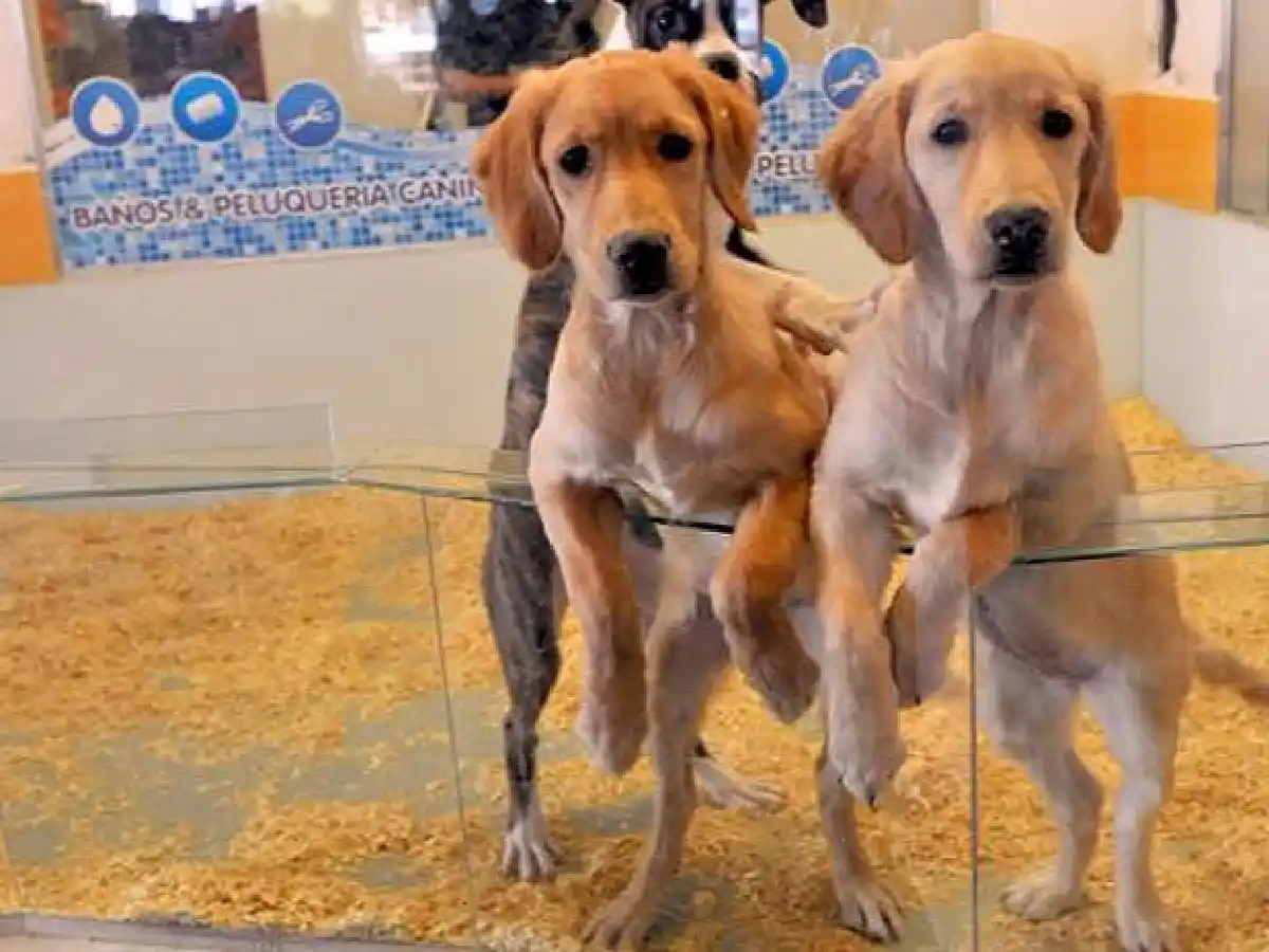 Gran Bretaña: prohiben la venta de cachorros y gatitos en tiendas de animales