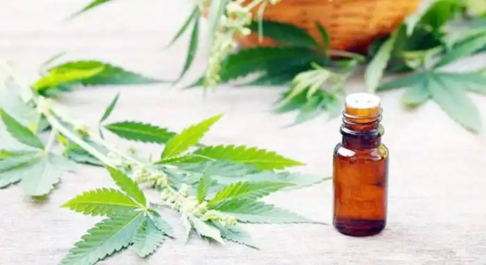 La Provincia trabaja en la investigación científica del uso medicinal de cannabis