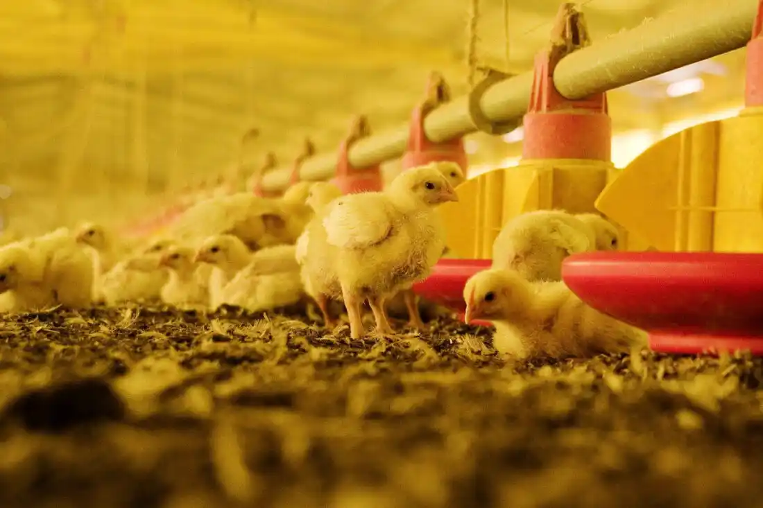 Preocupación en la industria avícola por el fuerte incremento de costos