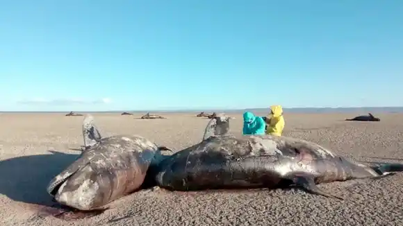 Tierra del Fuego: investigan desde el CONICET el varamiento masivo de 26 orcas