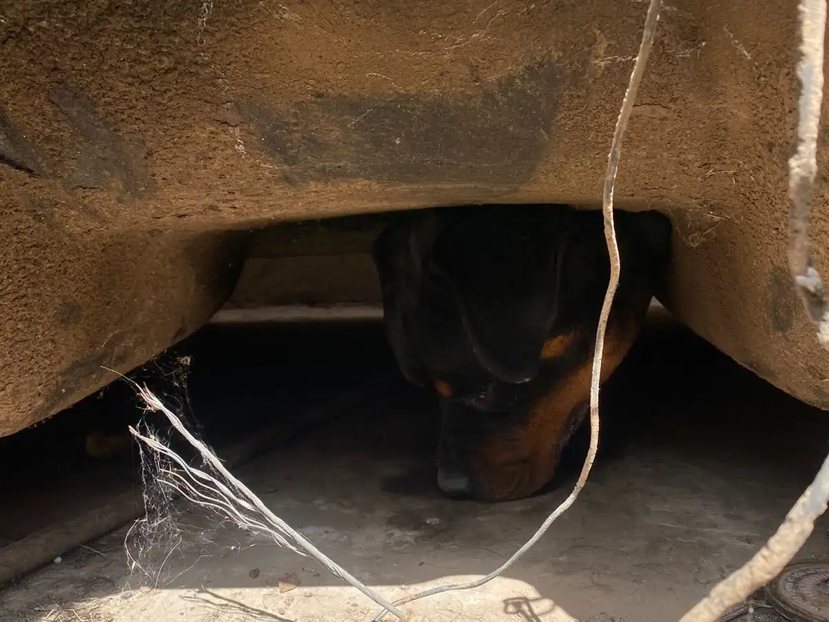 rescate perro - 2