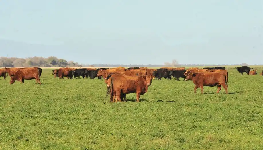 Ganadería en campos agrícolas: misión posible y rentable