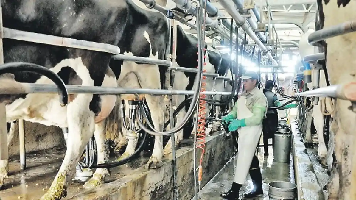 Se profundiza la desaparición de tambos en Entre Ríos
