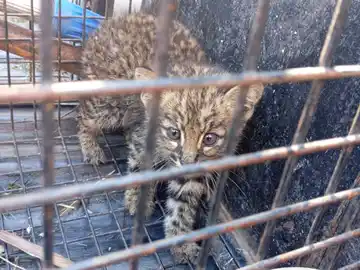 Rescataron un cachorro de gato montés en zona oeste