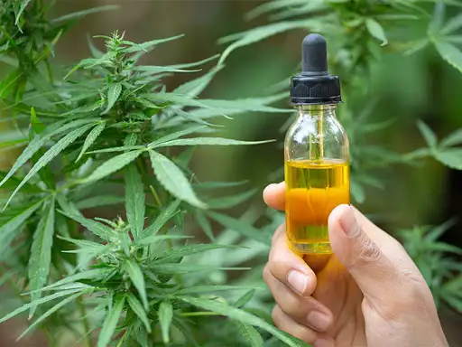 Fallo histórico: ordenan al Iosper cubrir el aceite de cannabis