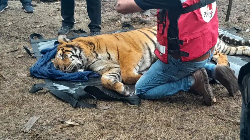 La Policía Federal rescató dos tigres de Bengala que se encontraban en cautiverio