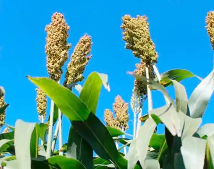 Se cosechó el 96 por ciento  del sorgo implantado  en Entre Ríos