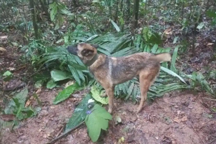 Conmoción por la desaparición de Wilson, el perro clave en el rescate de los niños en la selva de Colombia