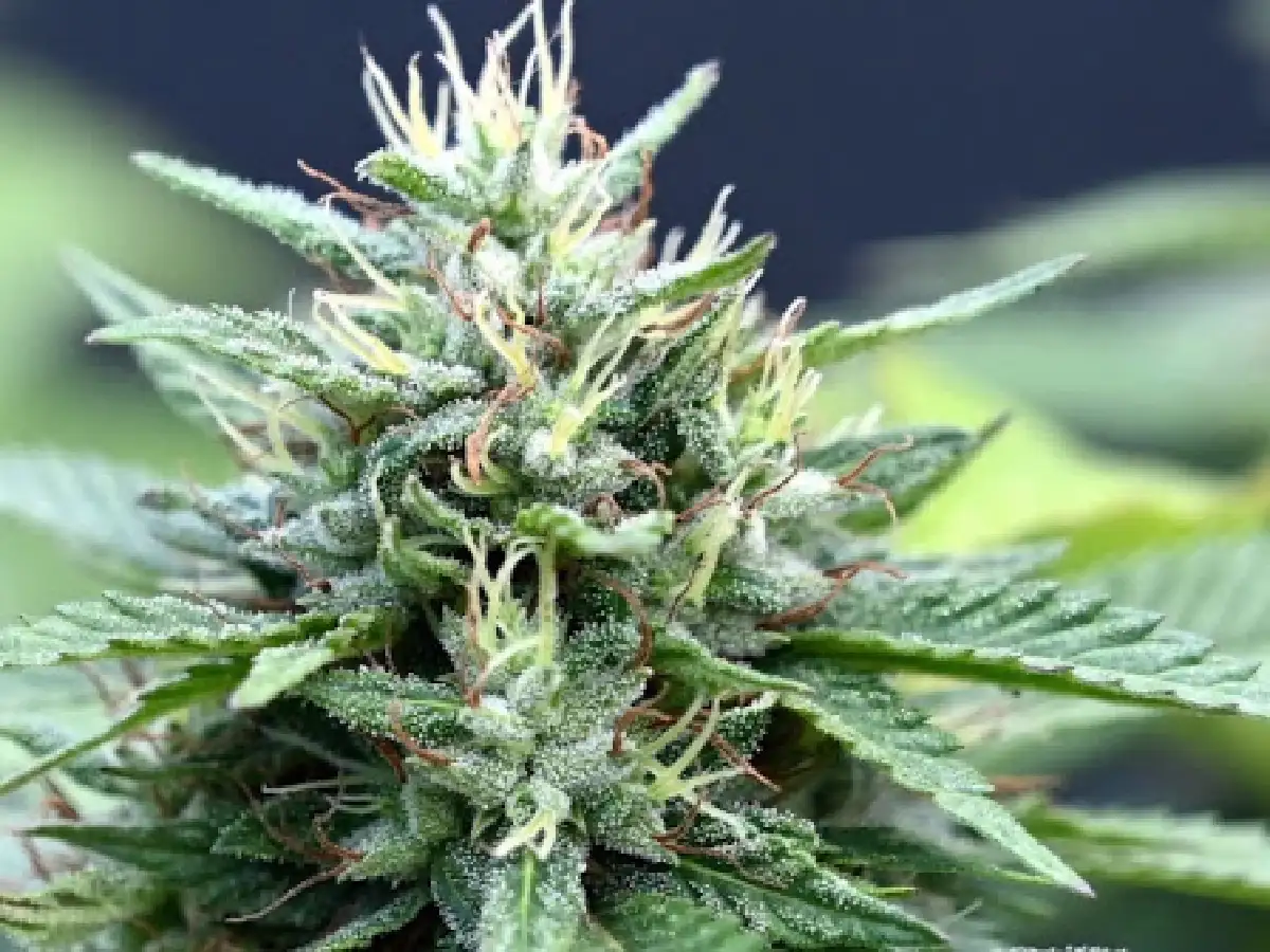 Lanzan la primera encuesta nacional de personas que usan cannabis en Argentina