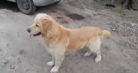 Buscan a Coco