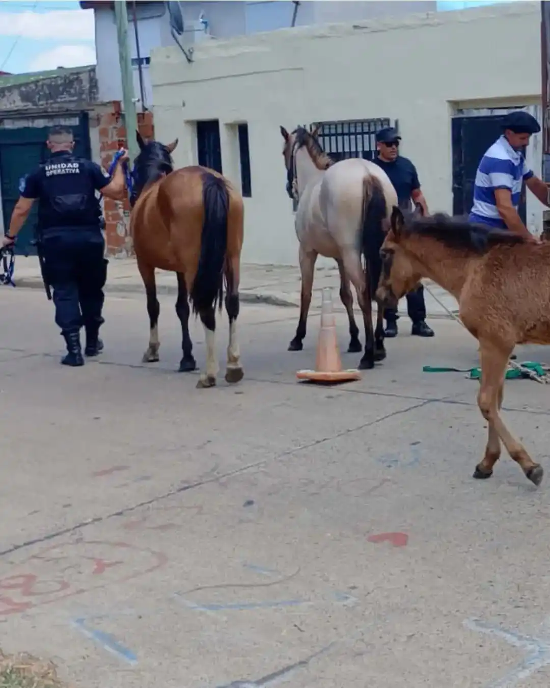 Ataque a personal municipal durante operativo contra la tracción a sangre y maltrato animal 