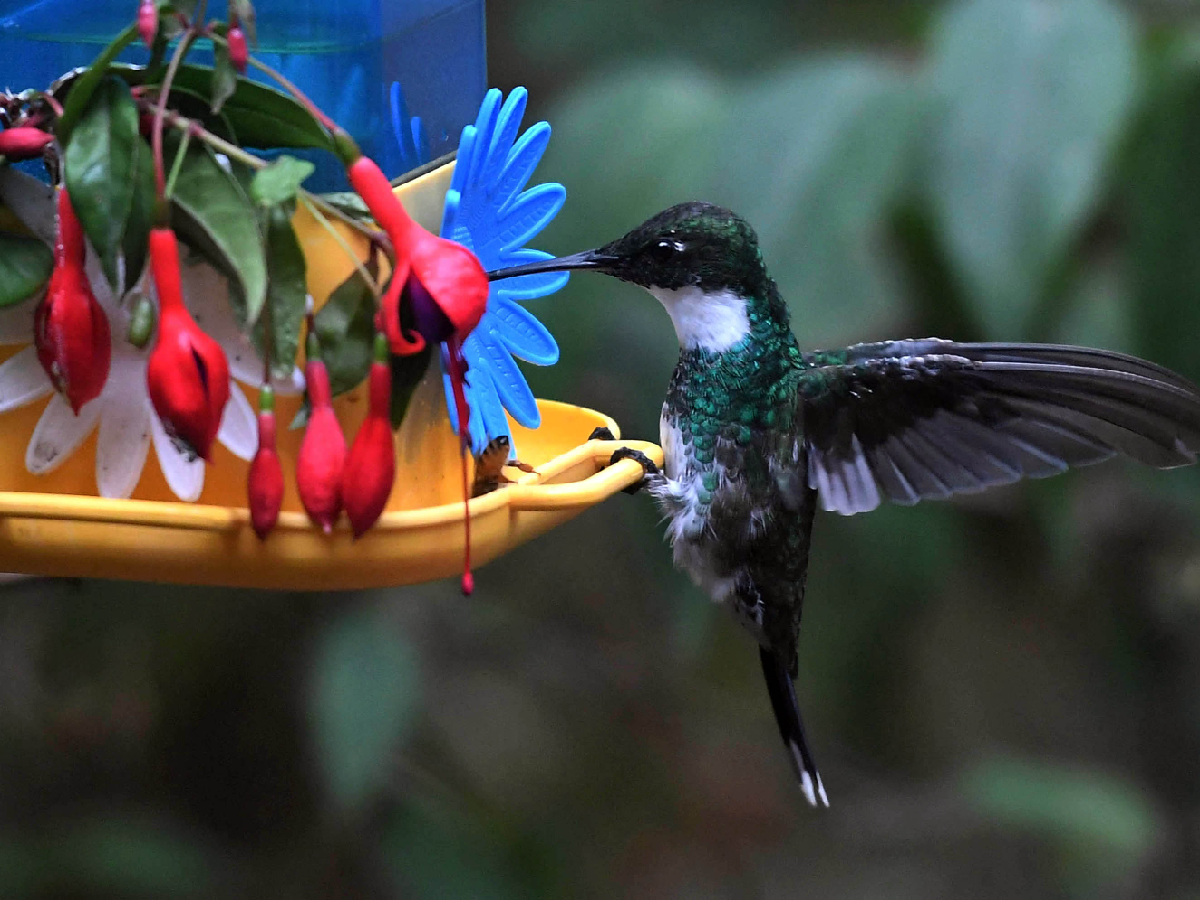 Arranca una campaña mundial para hacer un "conteo" de aves de jardín, balcones y plazas