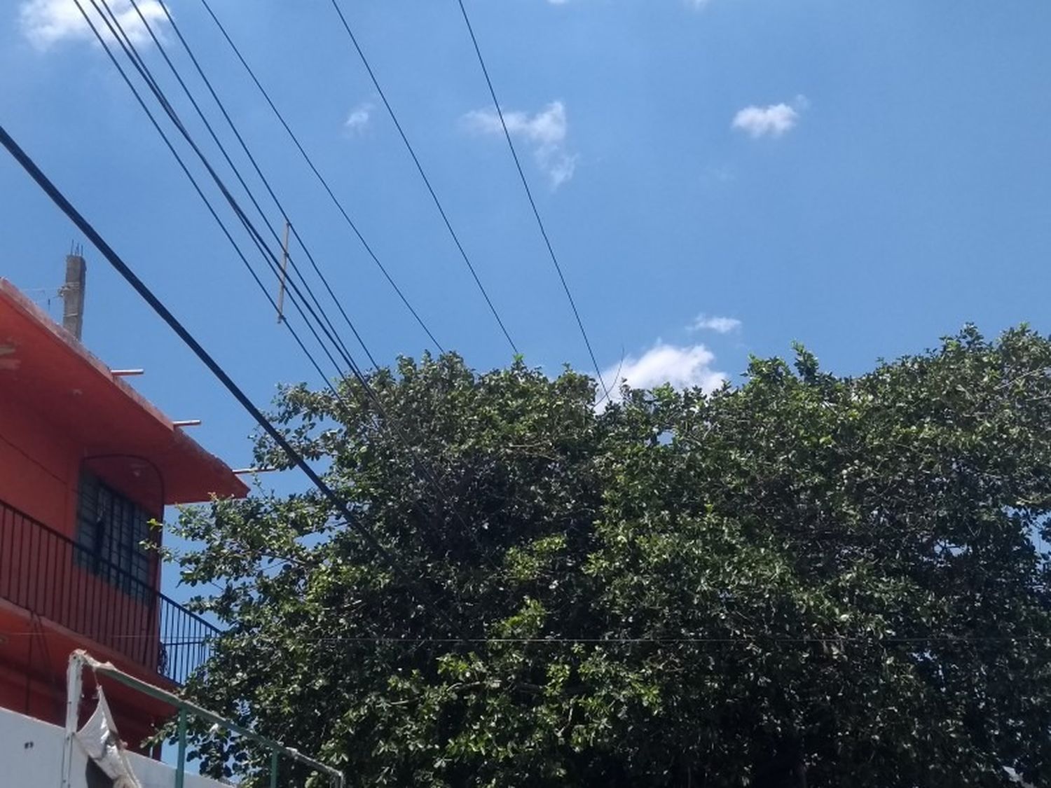 El despeje de ramas apunta a liberar las líneas de la obstrucción de ramas. Foto: Ilustración
