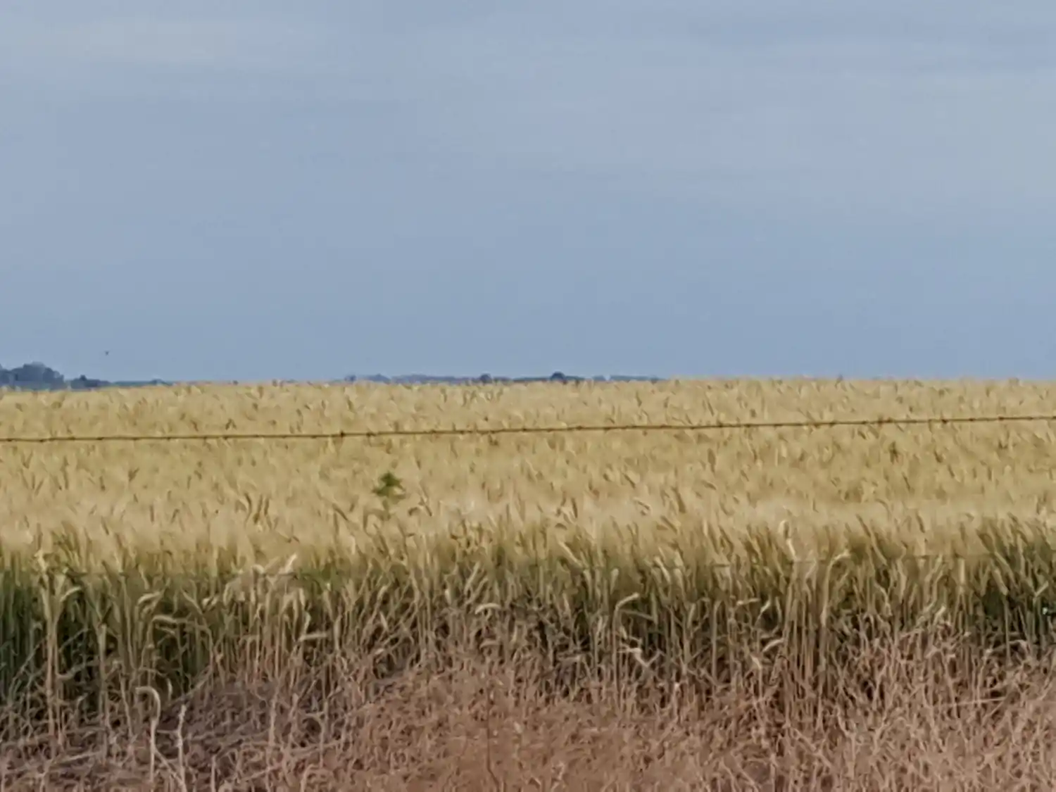 Creció la siembra de trigo en Entre Ríos y es la mayor en 20 años