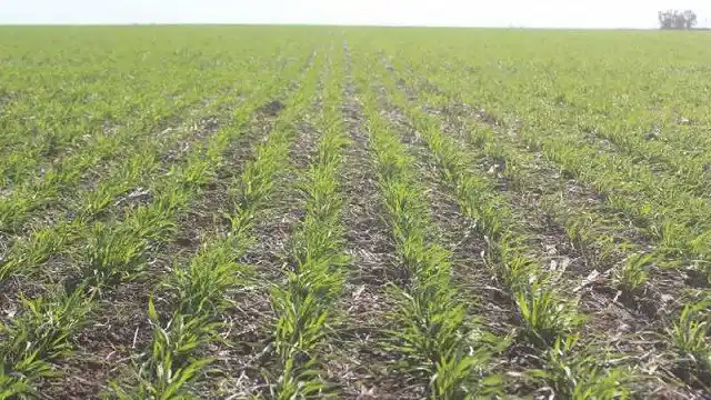 Se dificulta la siembra de trigo por faltante de agua del suelo