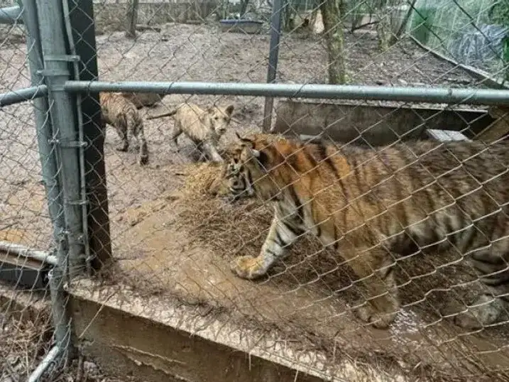 Las autoridades mexicanas recuperan drogas, armas y siete tigres tras capturar al líder de un cártel.