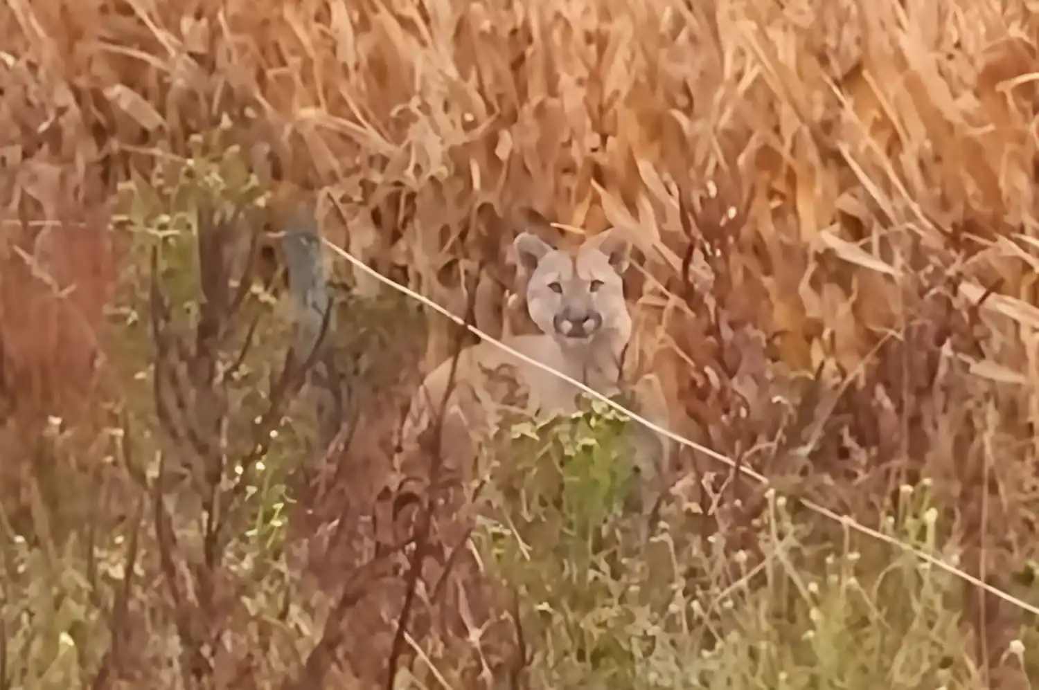 El puma que fue avistado en Santa Lucía.