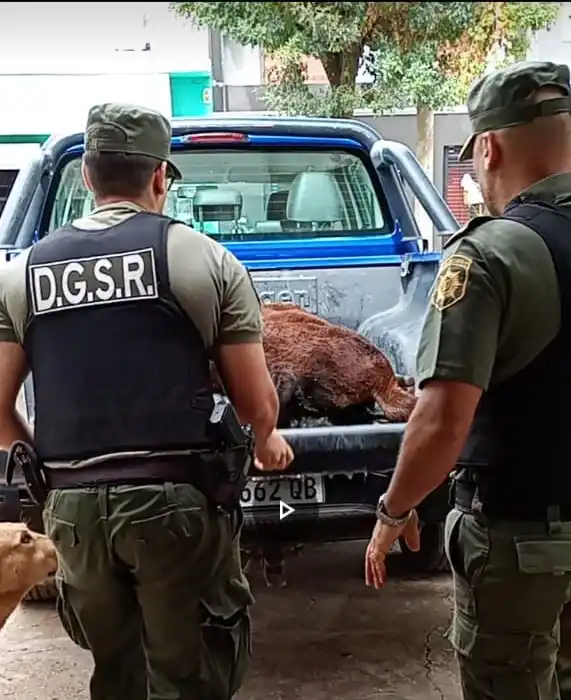 Personal de la Guardia Rural Los Pumas recuperó el animal.