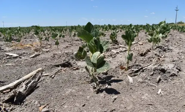 La sequía activó por primera vez el seguro agrícola en Córdoba: pagaron $276 millones a productores